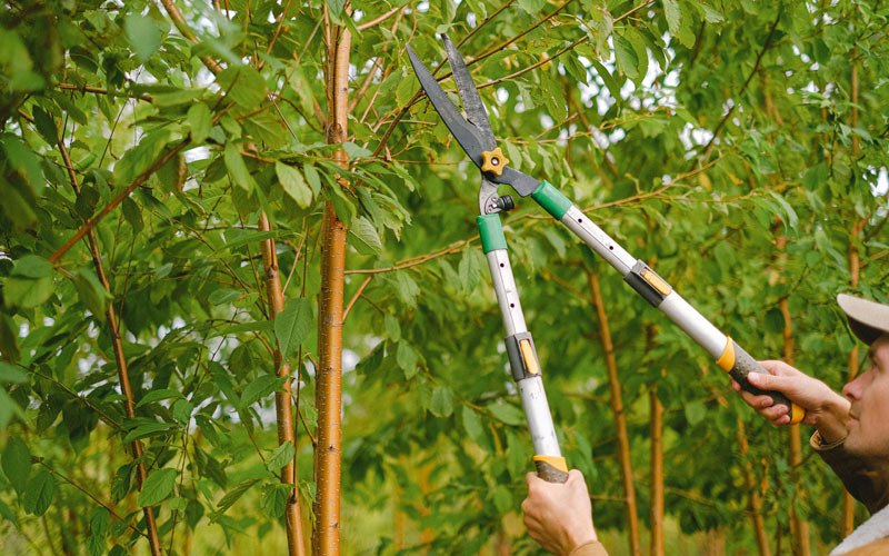 Tree trimming in North Springfield, VT