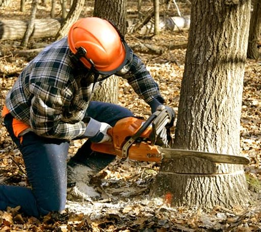 Tree Removal in North Springfield, VT